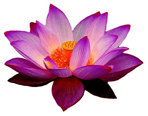 Lotus Flower Brabet