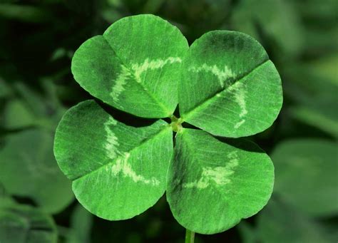 Lucky Clover Betsul