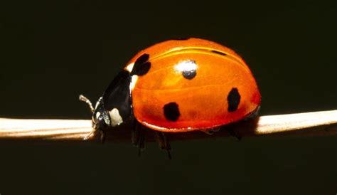 Lucky Lady Bug Brabet