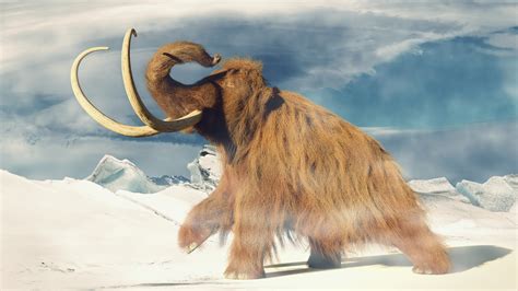 Mammoth Tundra Sportingbet