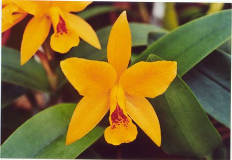 Mandarin Orchid 1xbet