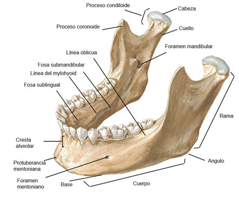 Mandibulas De Fenda