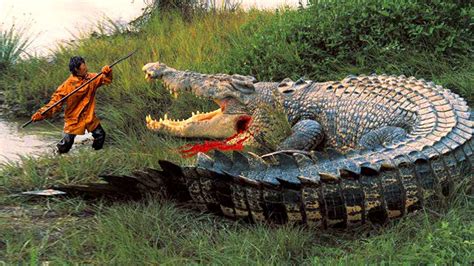 Maquina De Fenda De Crocodilo