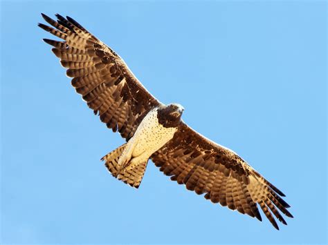 Martial Eagle Netbet