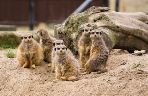Meerkats Family Leovegas
