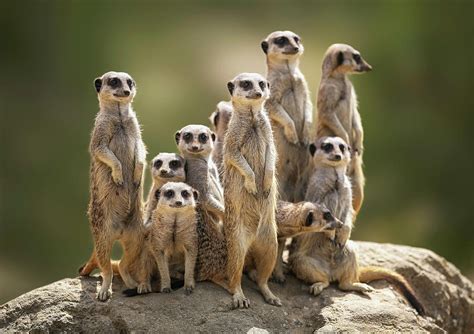 Meerkats Family Netbet