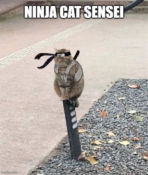 Ninja Cats Bodog