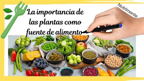 O Alimento De Planta De Fenda