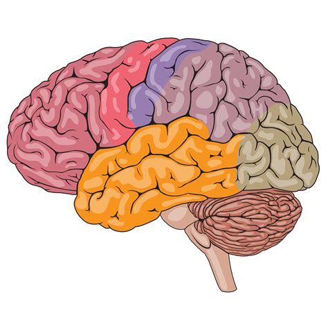 O Cerebro Humano Slot Vazio