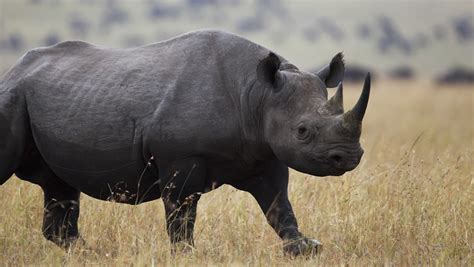 O Rinoceronte Negro Maquina De Fenda