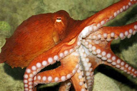 Octopus Life Betfair