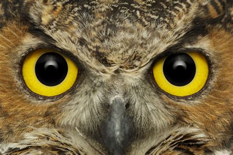 Owl Eyes Blaze