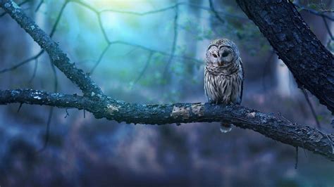Owl In Forest Betsson