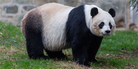 Panda Gigante Maquina De Fenda