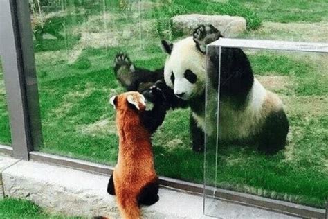 Panda Vs Goat Netbet