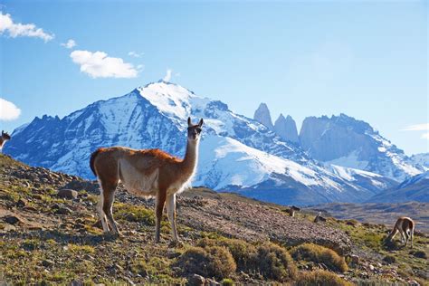 Patagonia Wild Betsul