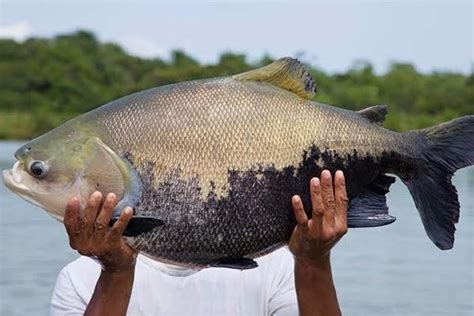 Peixe Grande Icone Casino Significados