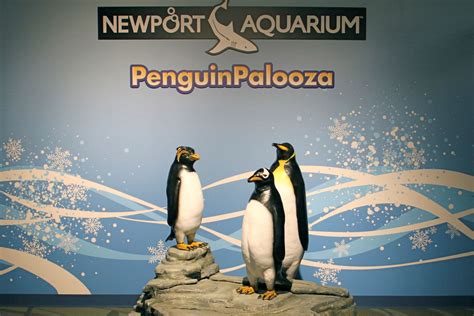 Penguin Palooza Betsul