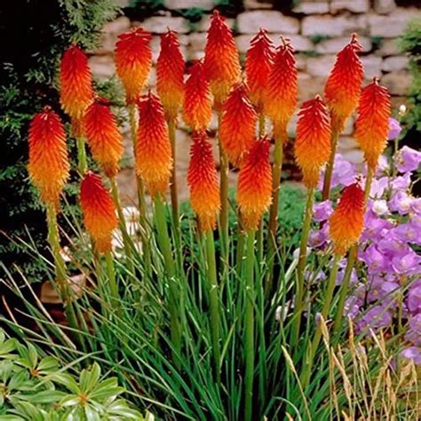 Plantas Red Hot Poker