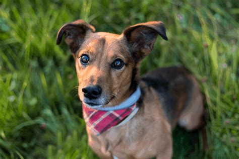 Preto Dachshund Jack Russell Mix