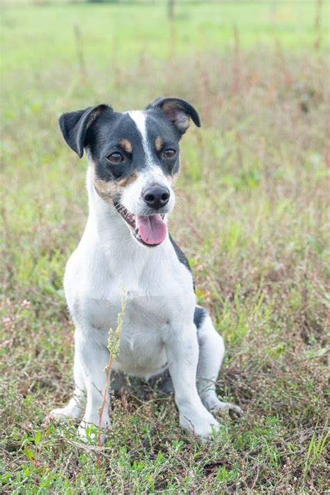 Preto E Branco Jack Russell Terrier Mix