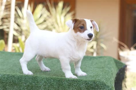 Preto E Tan Jack Russell Filhotes Para A Venda Reino Unido