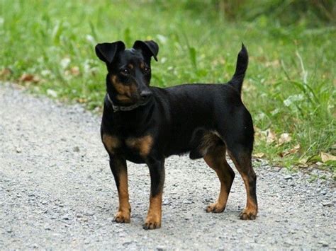 Preto E Tan Jack Russell Terrier Para Venda