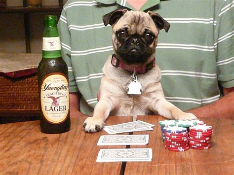 Pug Poker