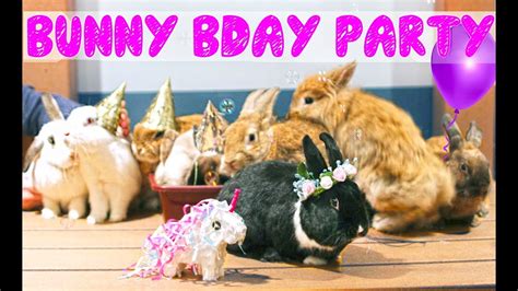 Rabbit Party Betway
