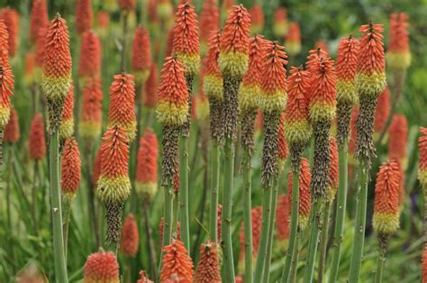 Red Hot Poker Essencia Floral