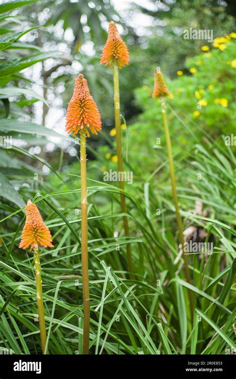 Red Hot Poker Fabrica De Lampadas