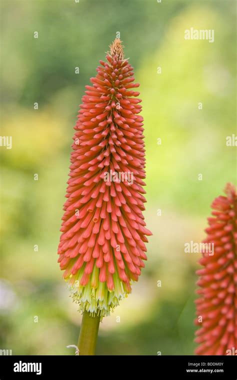 Red Hot Poker Linearifolia