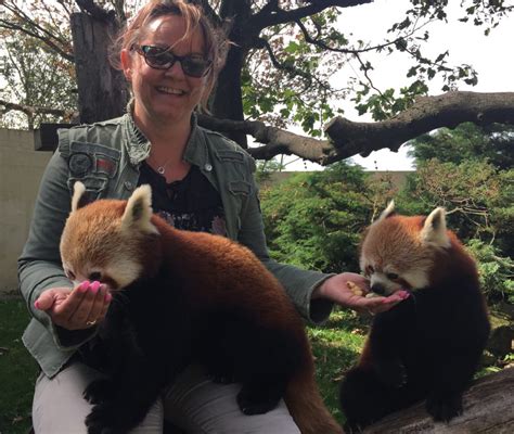 Red Panda Paradise Betfair