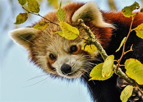 Red Panda Paradise Blaze