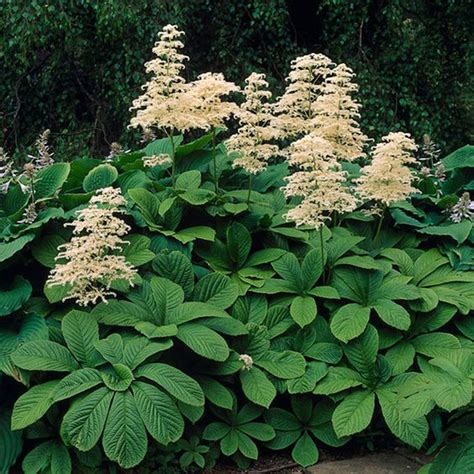 Rodgersia Escuro Poquer