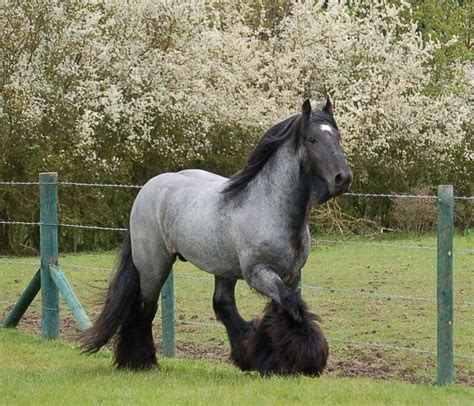 Sd Blackjack Gypsy Vanner