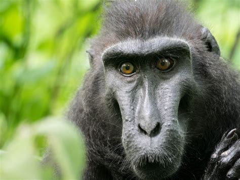 Selva De Macacos Maquina De Fenda