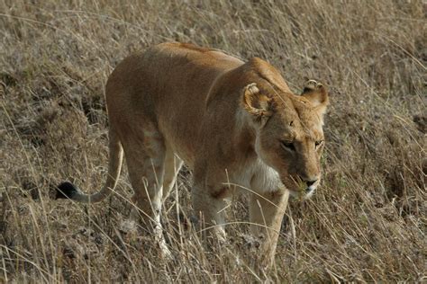 Serengeti King Brabet