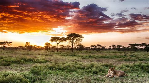 Serengeti Parimatch