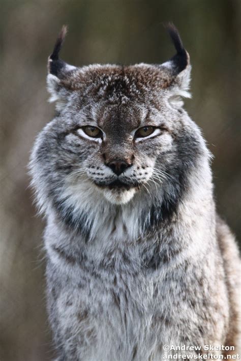 Siberian Lynx Pokerstars