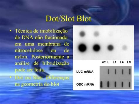 Slot Blot Ensaio De Hibridizacao