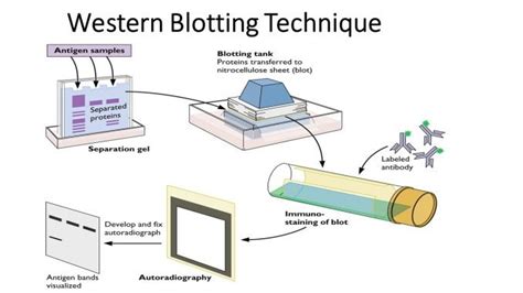 Slot Blot Tecnica