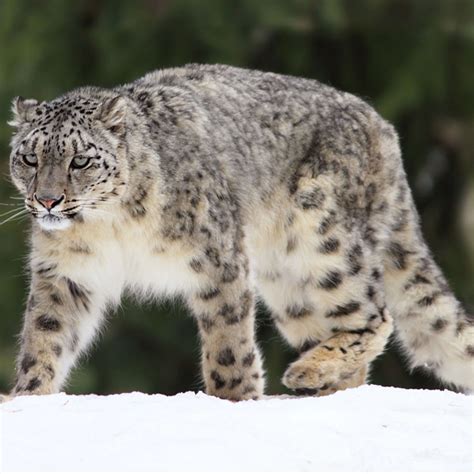 Snow Leopards Netbet