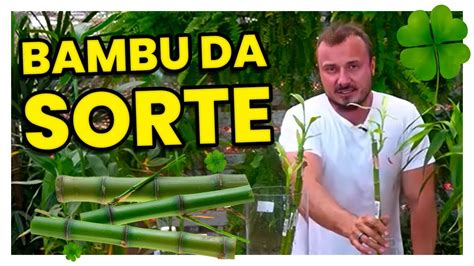 Sorte De Bambu Maquina De Fenda