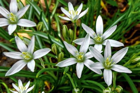 Star Of Bethlehem Parimatch