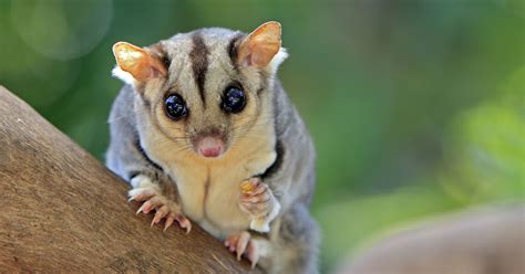 Sugar Glider Bwin