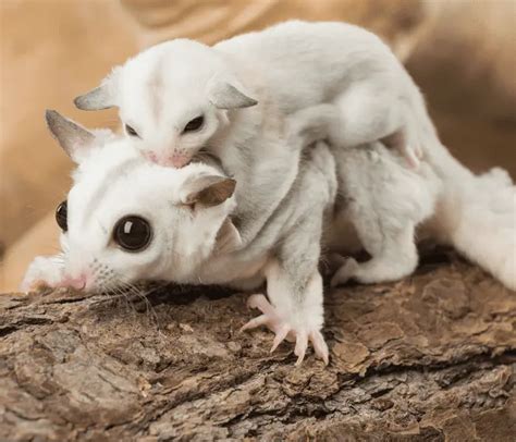 Sugar Glider Novibet