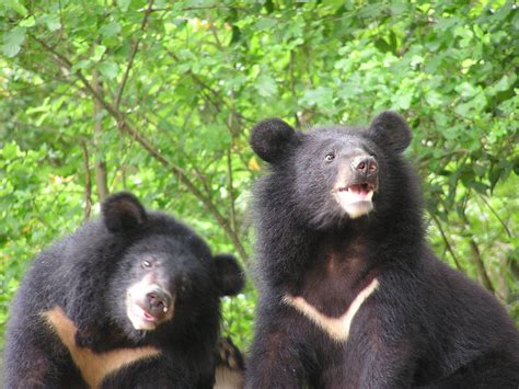 Taiwan Black Bear Novibet