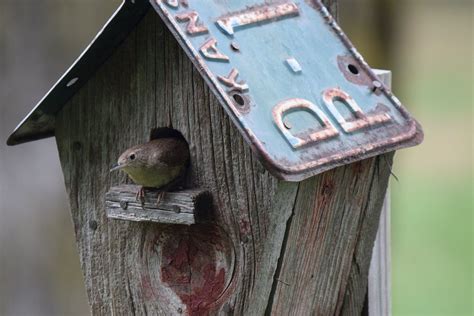 The Bird House Betsul