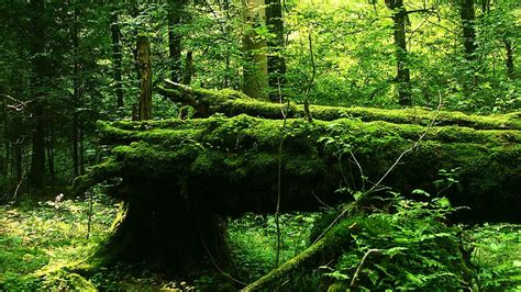The Primeval Rainforest Netbet